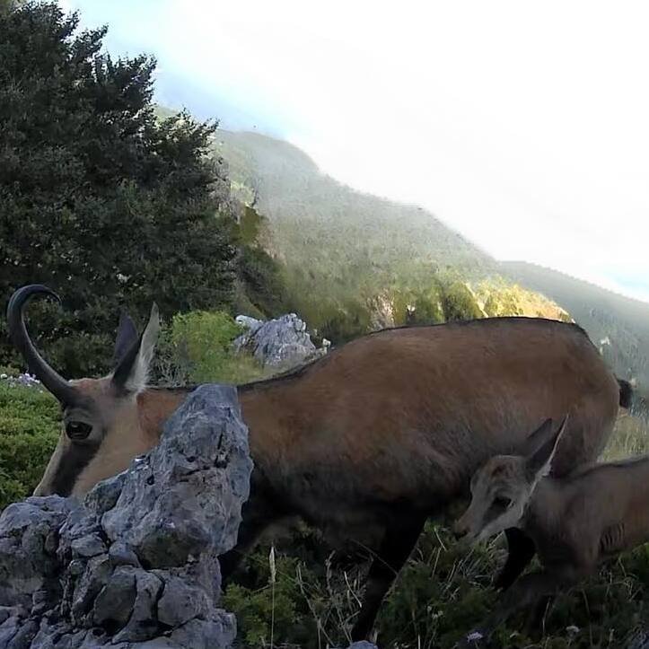 Το Αγριόγιδο